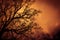 Silhouette of a tree without leaves against the background of the evening sky