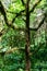 The silhouette of a tree overgrown with moss