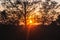 Silhouette tree slope with sunny beams