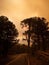 Silhouette of a tree in the smoke from forest fire