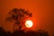 Silhouette Of Tree And Sun Rising Over The Hills