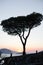 Silhouette of tree during sunset on Greek island