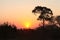 Silhouette tree at sunset on safari in South African