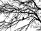 Silhouette of tree twig or Realistic silhouette of tree bare branches without leaves on a white background. Tree Twigs Silhouette