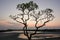 Silhouette tree with twilight sky at the seaside ferry pier