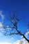 Silhouette of Tree under blue sky