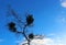 Silhouette of Tree under blue sky