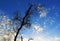 Silhouette of Tree under blue sky