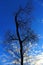 Silhouette of Tree under blue sky