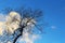 Silhouette of Tree under blue sky