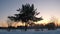 Silhouette of tree in winter landscape with forest on background at sunset.