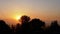 Silhouette of Trees against the Backdrop of an Amazing Orange Sunrise