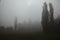 Silhouette of trees in the fog in autumn