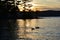 Silhouette of trees, mountains, and ducks on a lake