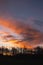 Silhouette of a trees in a park and stunning sunrise cloudy sky with rich, saturated colors. Warm orange and cool blue tone