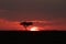 Silhouette of trees during sunet in the african savannah.