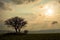 Silhouette Trees at Sunset