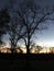 Silhouette of trees at sunset