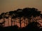 The silhouette of trees at sunset on Dauphin Island, Mobile County, Alabama