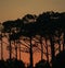 The silhouette of trees at sunset on Dauphin Island, Mobile County, Alabama