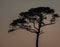 The silhouette of trees at sunset on Dauphin Island, Mobile County, Alabama