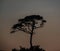 The silhouette of trees at sunset on Dauphin Island, Mobile County, Alabama