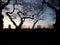 Silhouette of trees walkway and couple at twilight