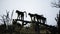 A silhouette of a troop of baboons standing on a fallen tree trunk