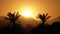 Silhouette of tropical palm tree at sunset