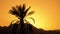 Silhouette of tropical palm tree at sunset