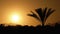 Silhouette of Tropical Palm Tree at Sunset