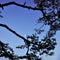 Silhouette of tropical pine