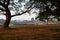 The silhouette of the trunk and branches of the large Monkey Pod or East Indian Walnut tree