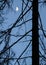 Silhouette of a trunk of a coniferous tree.