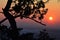 Silhouette of twisted pine tree in winter sunset, snow covered fields in background