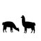 Silhouette of two alpaca llamas. Alpaca Llama family.