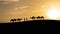 Silhouette of two Berber men leading camel caravans