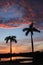 Silhouette of two Florida palms at Sunset.