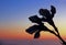 Silhouette of two flowers at dusk, La Jolla, CA