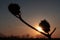 Silhouette of two mature dried seed pods of hallucinogen plant Jimsonweed, latin name Datura Stramonium.