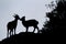 Silhouette of two mountain goats on top of the rocks in El Torcal, Spain