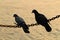 Silhouette of two pigeons hold on chain string