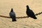 Silhouette of two pigeons hold on chain string