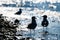 Silhouette of two seagulls in the water on beach looking at each other