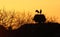 Silhouette of a two storks in the nest in the roof