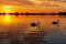 Silhouette of two swans during beautiful sunset in lake Zoetermeerse plas-2