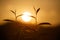 Silhouette of two tea buds under sunrise.  Tea plant silhouette.  Tea plant close-up.