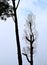 Silhouette of Two Trees against White Clouds - Straight and Oblique - Leafy and Bare