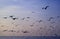 Silhouette of Uncountable Seagulls Flying against Pastel Blue Morning Sky over the Calm Sea