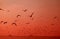 Silhouette of Uncountable Wild Seagulls Flying over the Sea in Vibrant Red Color Gradation